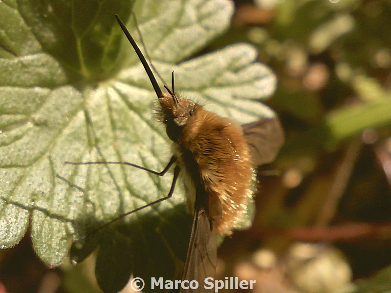 Bombylius discolor